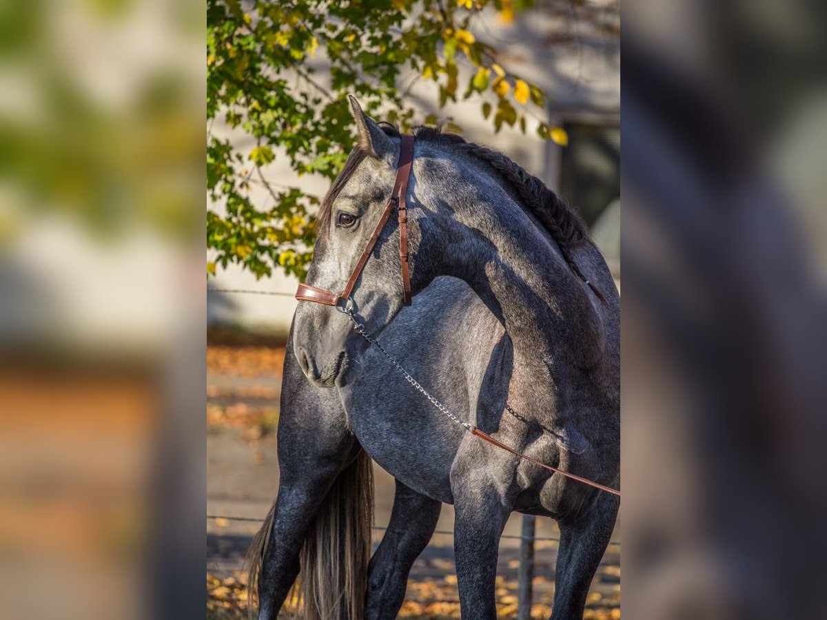 PRE Caballo castrado 3 años 160 cm Tordo in Schwäbisch Gmünd