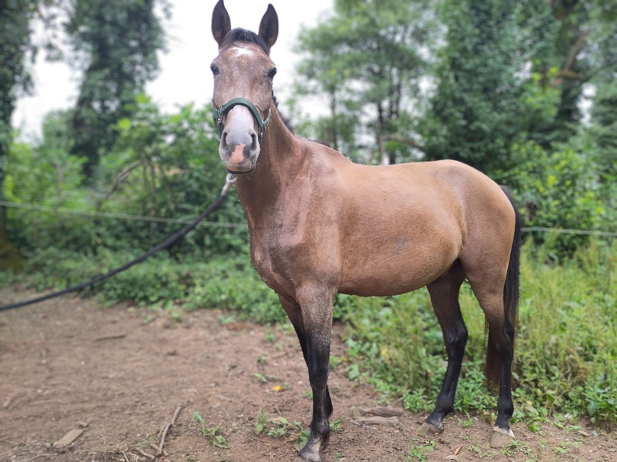 PRE Mestizo Caballo castrado 3 años 161 cm Tordo ruano in Boveda