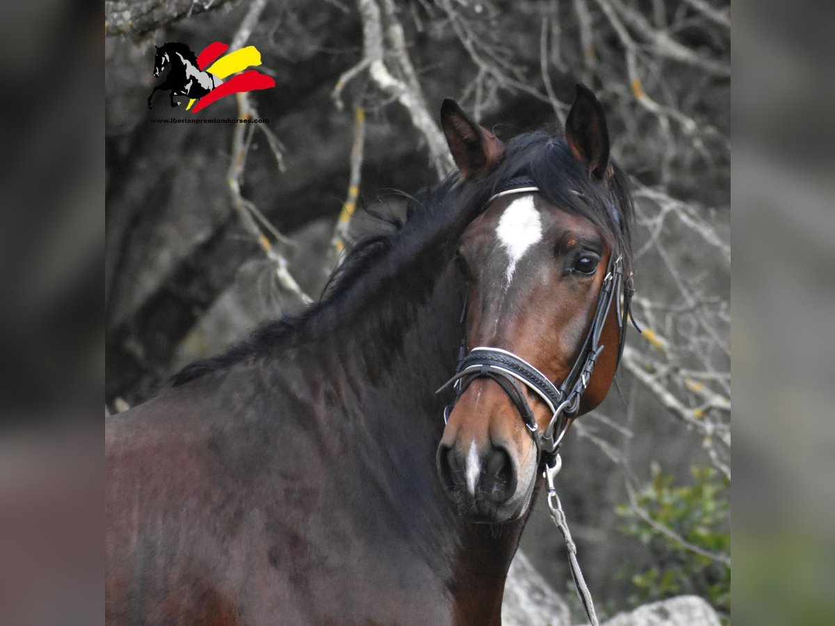 PRE Mestizo Caballo castrado 3 años 162 cm Castaño in El Real De La Jara, Sevilla