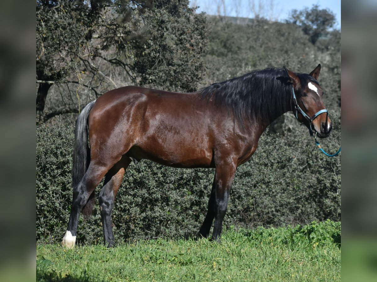 PRE Caballo castrado 3 años 162 cm Castaño in El Real De La Jara, Sevilla