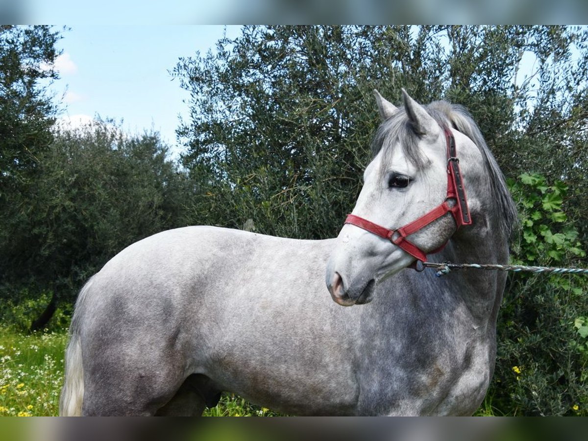 PRE Caballo castrado 3 años 162 cm Tordo in Provinz  Cordoba