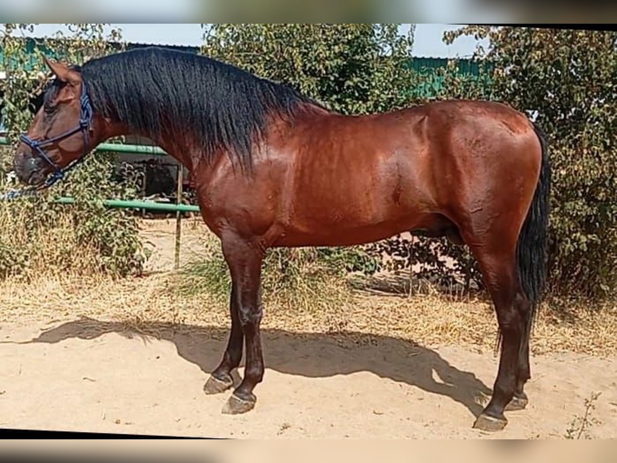 PRE Caballo castrado 3 años 171 cm Castaño oscuro in Cordoba