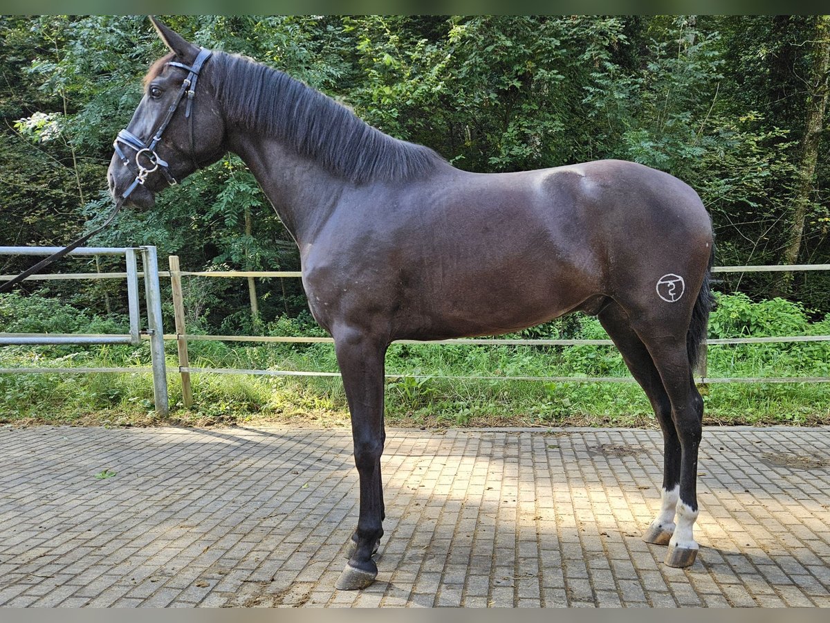 PRE Mestizo Caballo castrado 3 años in Küssaberg