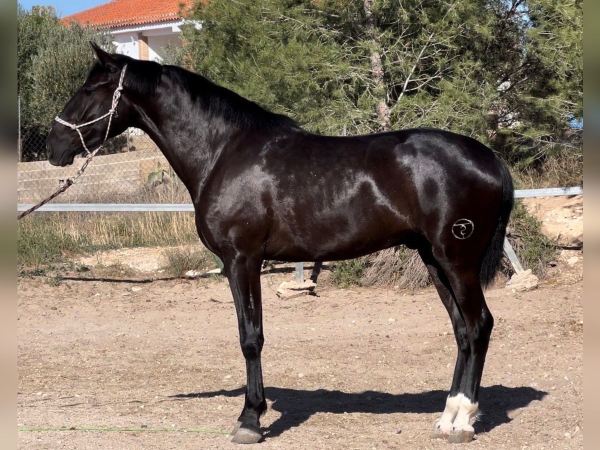 PRE Mestizo Caballo castrado 3 años in Küssaberg