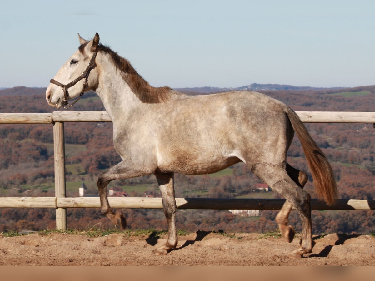 PRE Mestizo Caballo castrado 4 años 147 cm Tordo in Strenquels