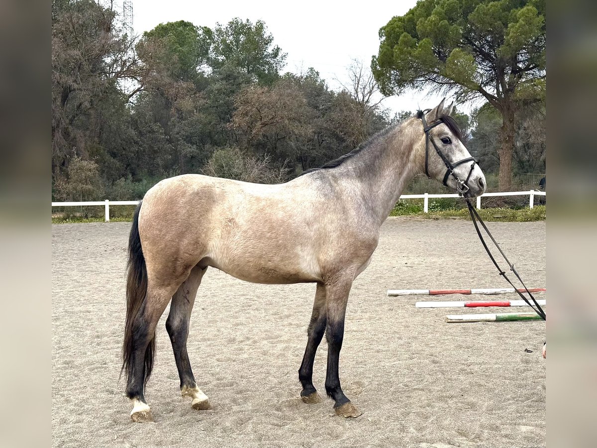 PRE Mestizo Caballo castrado 4 años 153 cm Tordo in Sant Miquel D&#39;Olerdola (Olerdola)