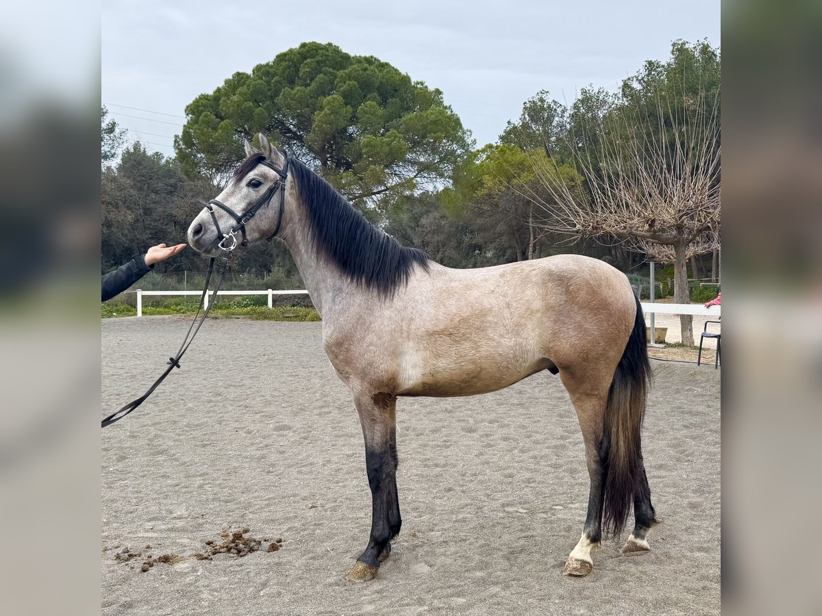 PRE Mestizo Caballo castrado 4 años 153 cm Tordo in Sant Miquel D&#39;Olerdola (Olerdola)