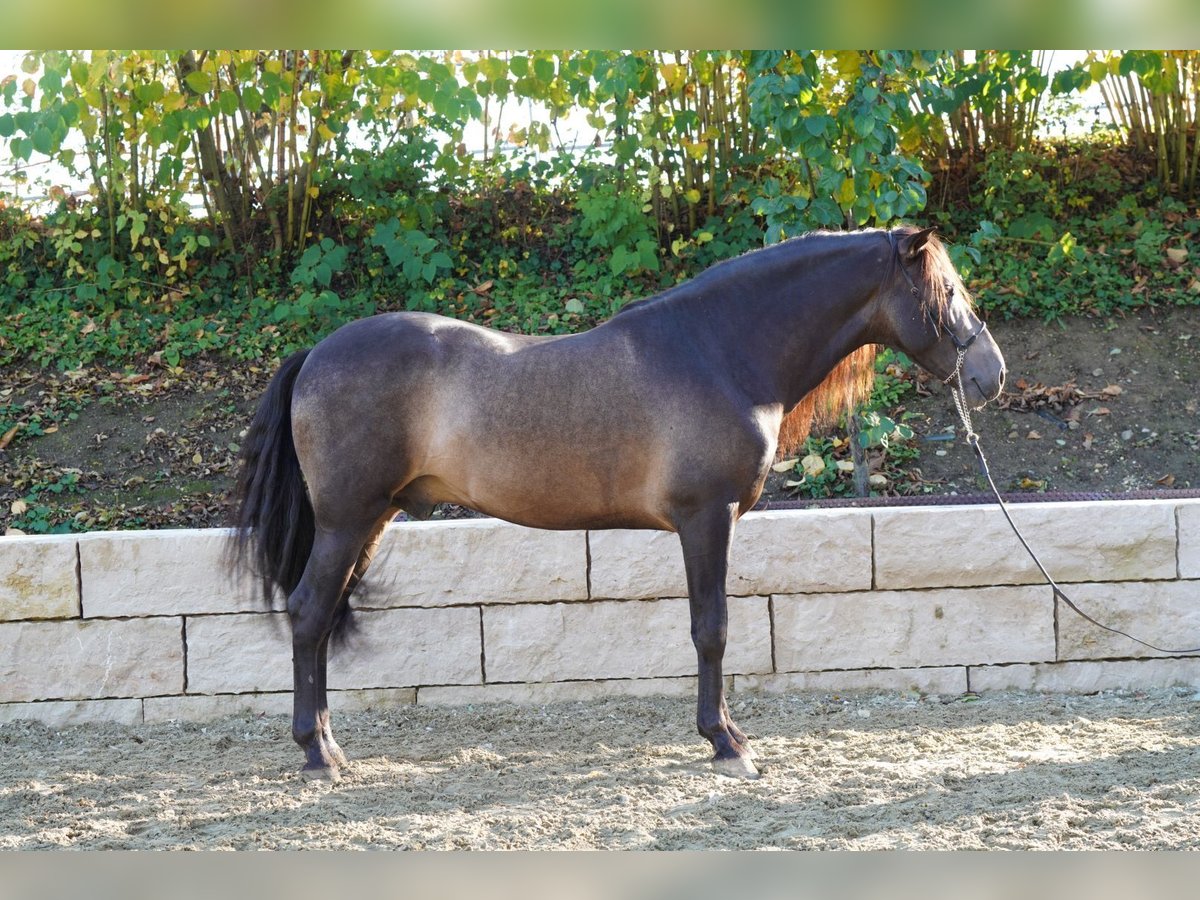 PRE Mestizo Caballo castrado 4 años 155 cm Bayo in Krumbach