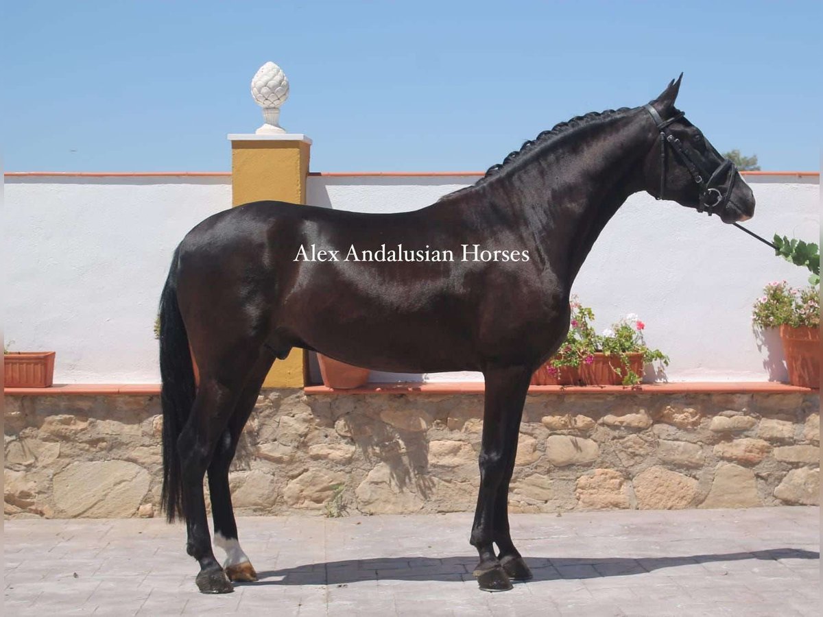 PRE Mestizo Caballo castrado 4 años 156 cm Negro in Sevilla