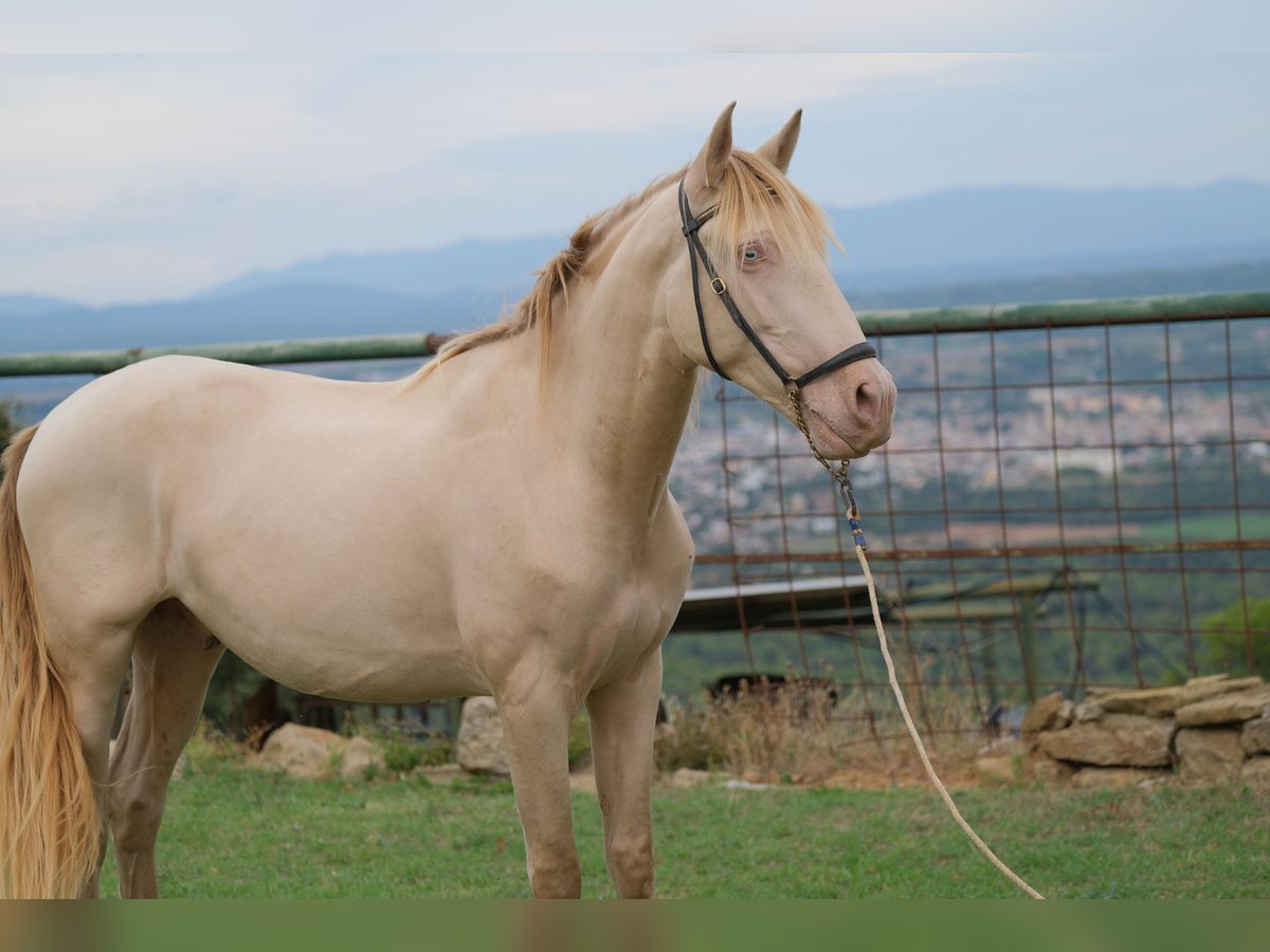 PRE Mestizo Caballo castrado 4 años 156 cm Perlino in Hamburg