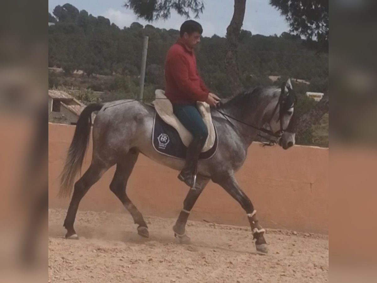 PRE Caballo castrado 4 años 156 cm Tordo rodado in Pedralba