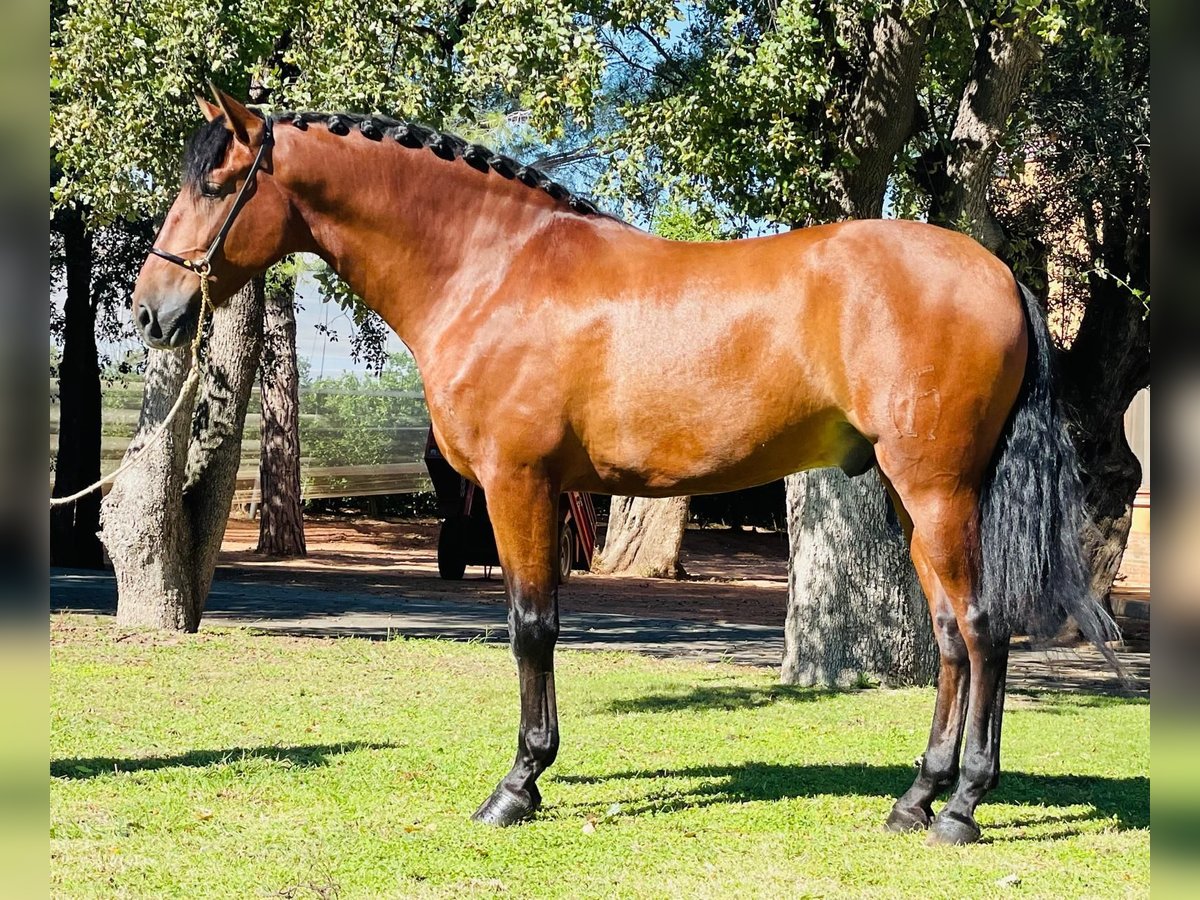 PRE Mestizo Caballo castrado 4 años 157 cm Castaño oscuro in Martfeld