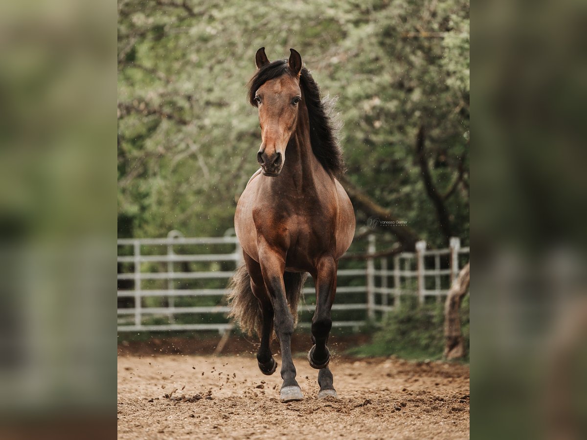 PRE Caballo castrado 4 años 157 cm Castaño oscuro in WindhagenWindhagen