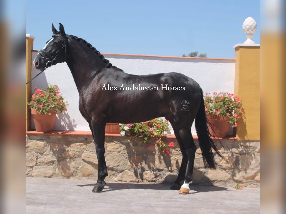 PRE Mestizo Caballo castrado 4 años 157 cm Negro in Sevilla