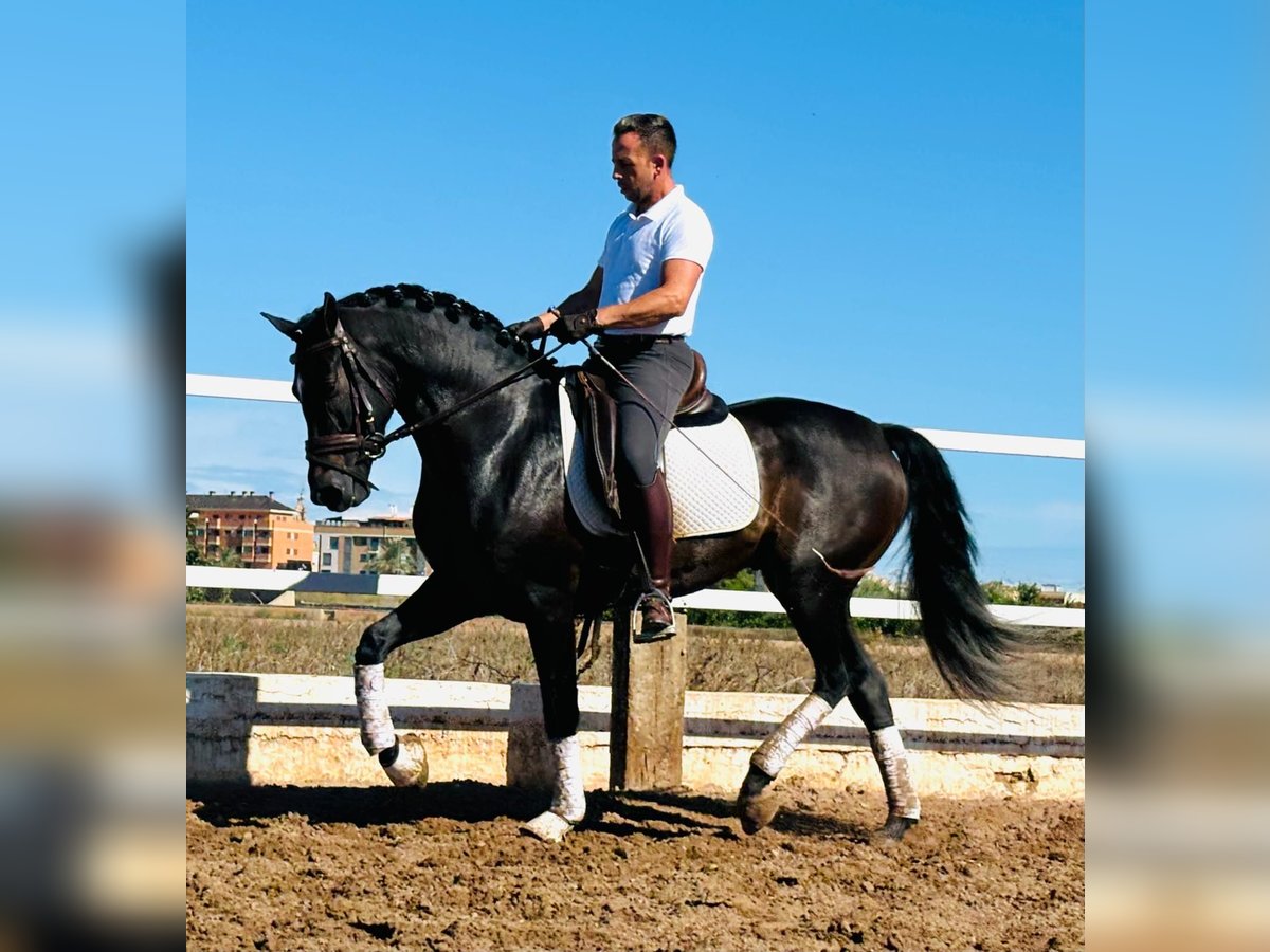 PRE Mestizo Caballo castrado 4 años 158 cm Negro in Almerimar