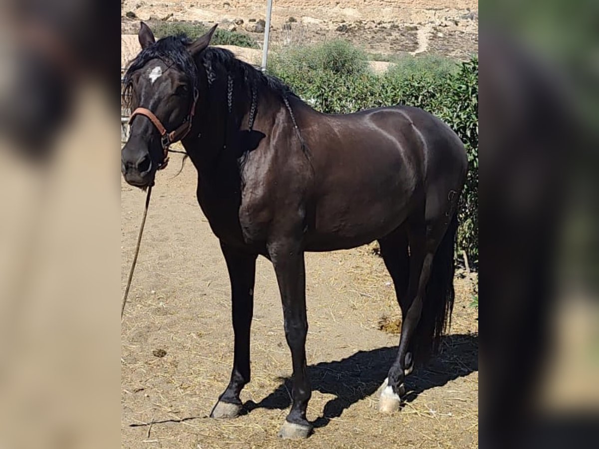 PRE Mestizo Caballo castrado 4 años 158 cm Negro in Almerimar PRE Mestizo Caballo castrado 4 años 158 cm Negro in Almerimar