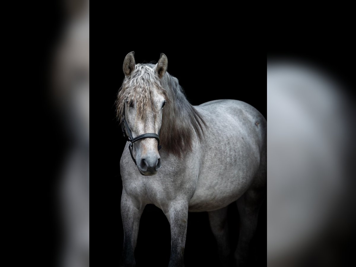 PRE Mestizo Caballo castrado 4 años 159 cm Tordo in Sm