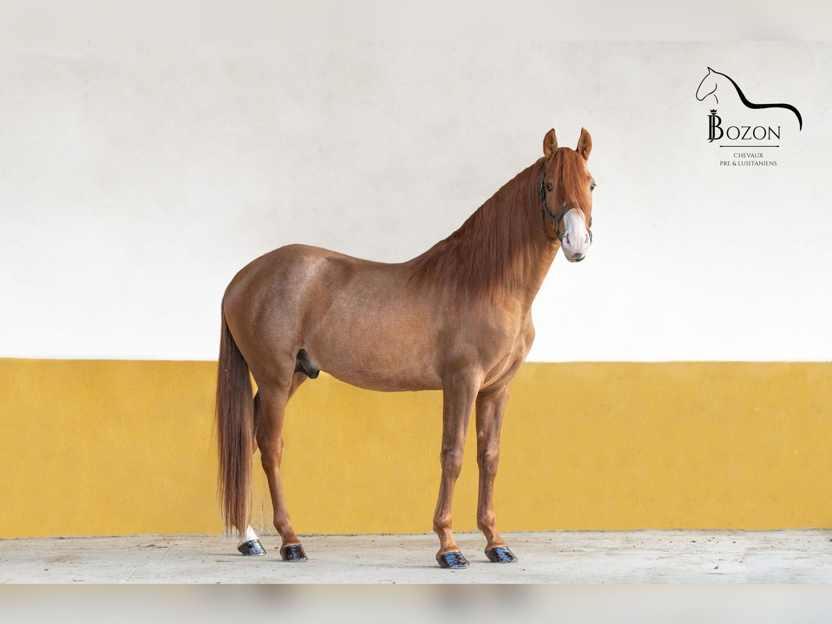 PRE Mestizo Caballo castrado 4 años 160 cm Alazán in Annecy