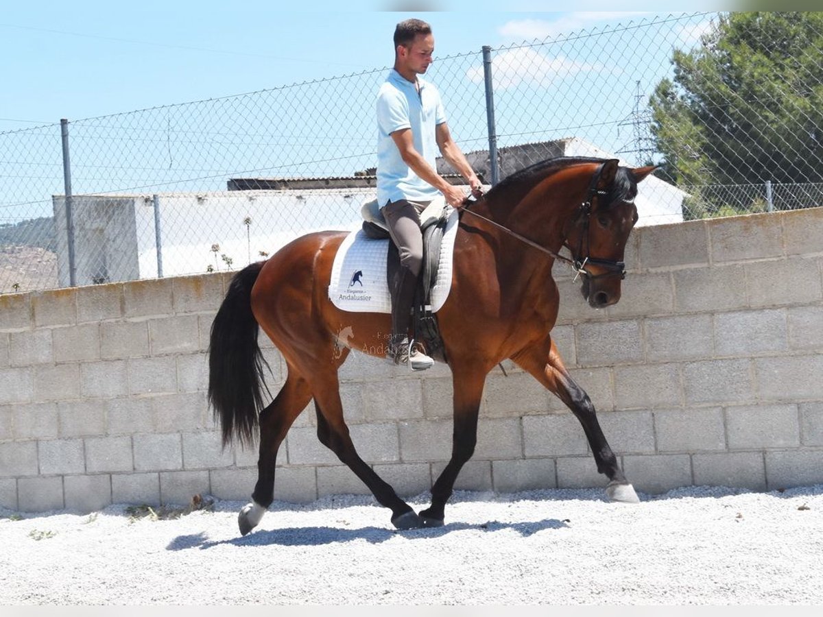 PRE Caballo castrado 4 años 160 cm Castaño in Provinz Granada