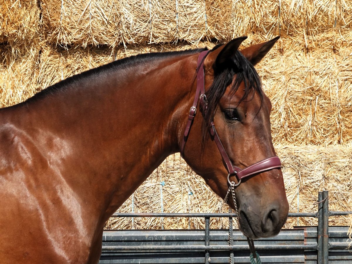 PRE Mestizo Caballo castrado 4 años 161 cm Castaño rojizo in Co&#xED;n, Malaga