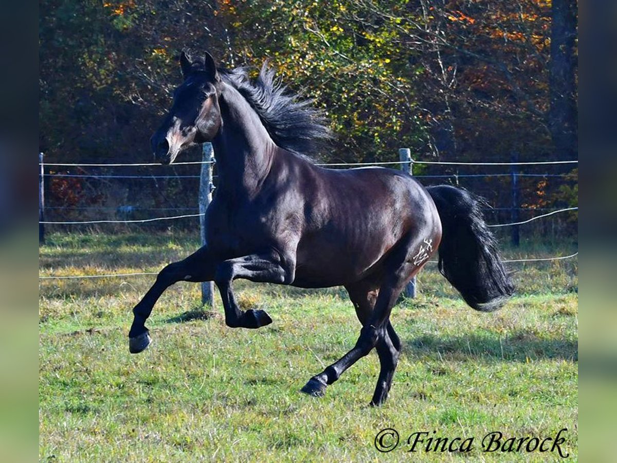 PRE Mestizo Caballo castrado 4 años 161 cm Morcillo in Wiebelsheim