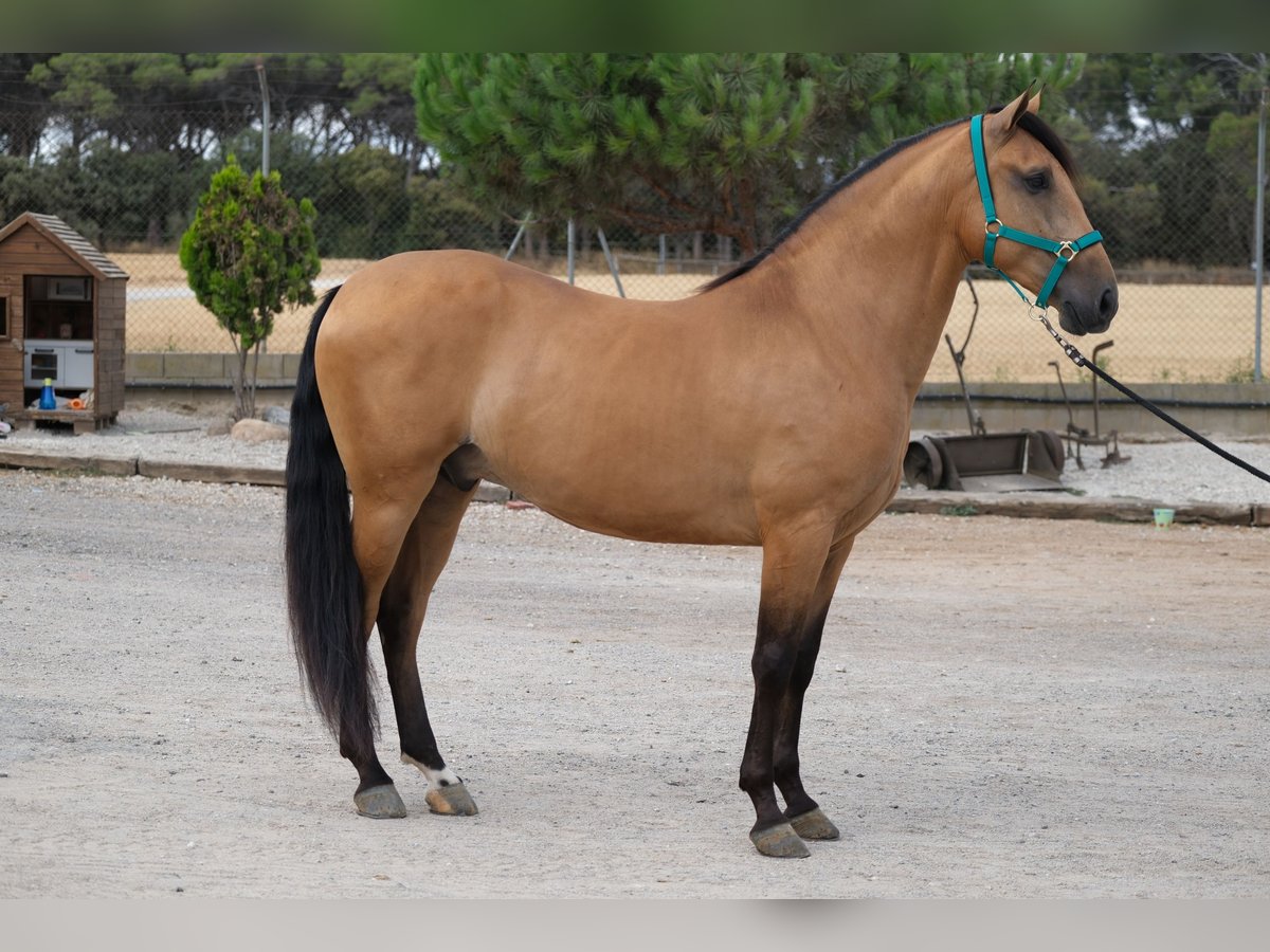 PRE Mestizo Caballo castrado 4 años 162 cm Bayo in Hamburg