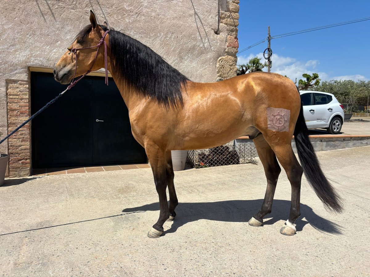 PRE Mestizo Caballo castrado 4 años 162 cm Buckskin/Bayo in Hamburg