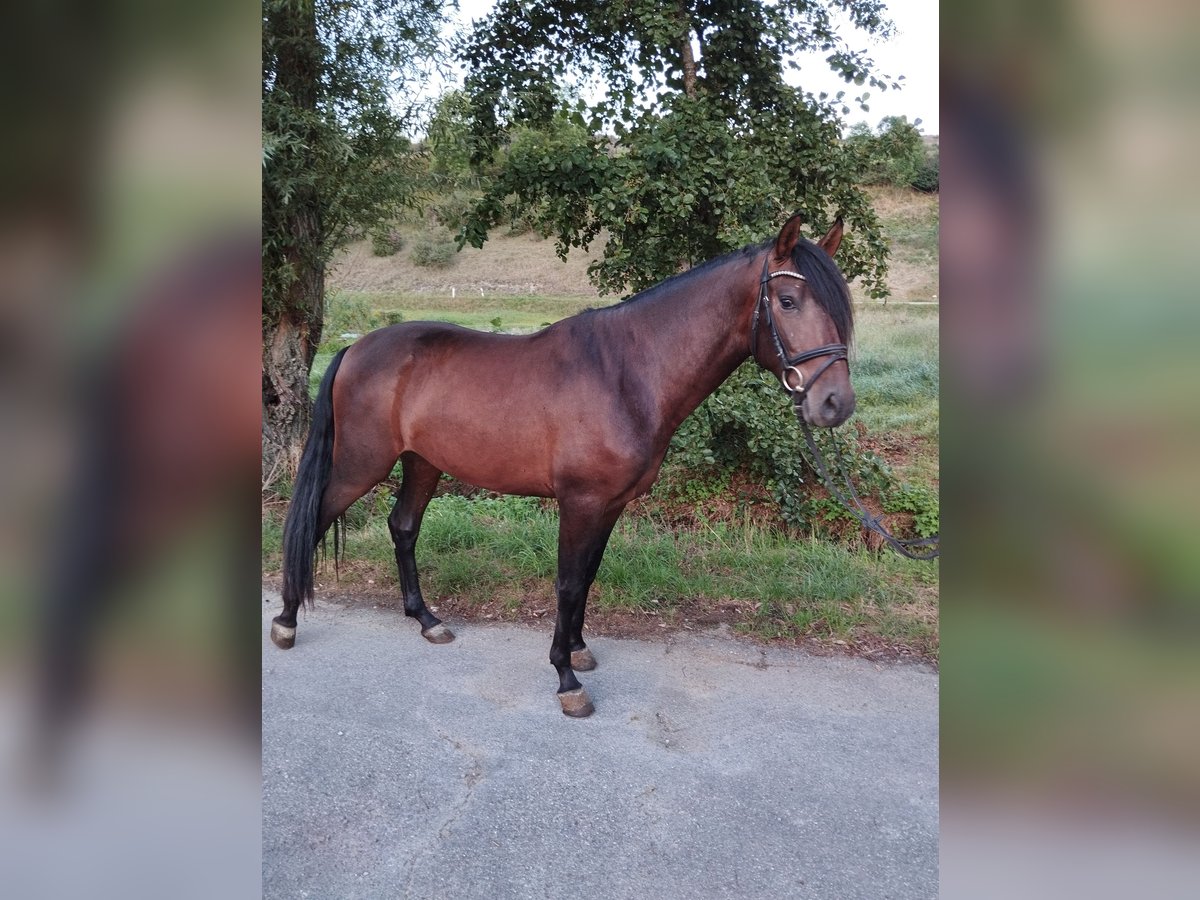 PRE Mestizo Caballo castrado 4 años 162 cm Castaño in Bad Mergentheim