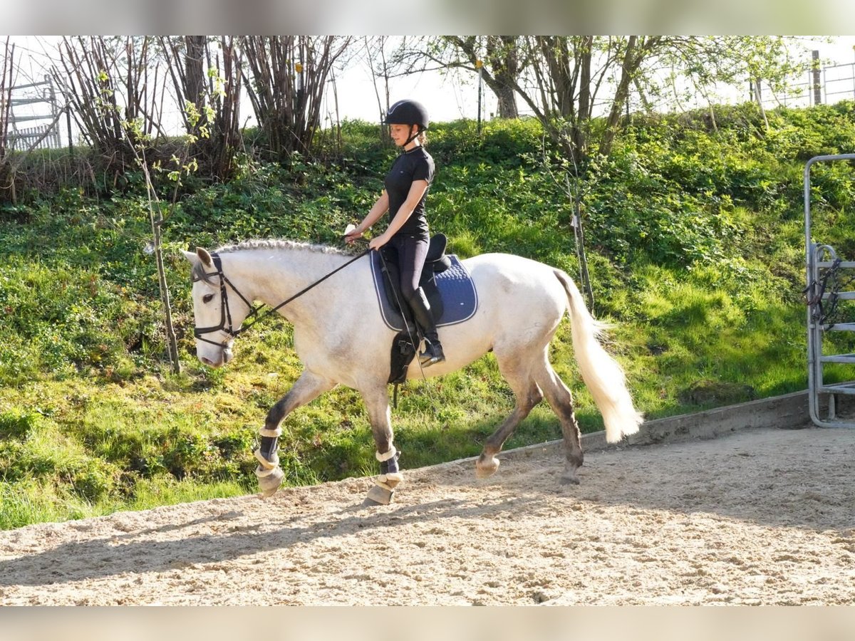 PRE Caballo castrado 4 años 162 cm Tordo in Krumbach