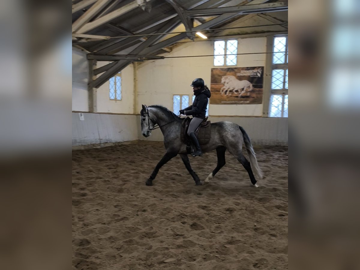 PRE Mestizo Caballo castrado 4 años 162 cm Tordo in Traventhal