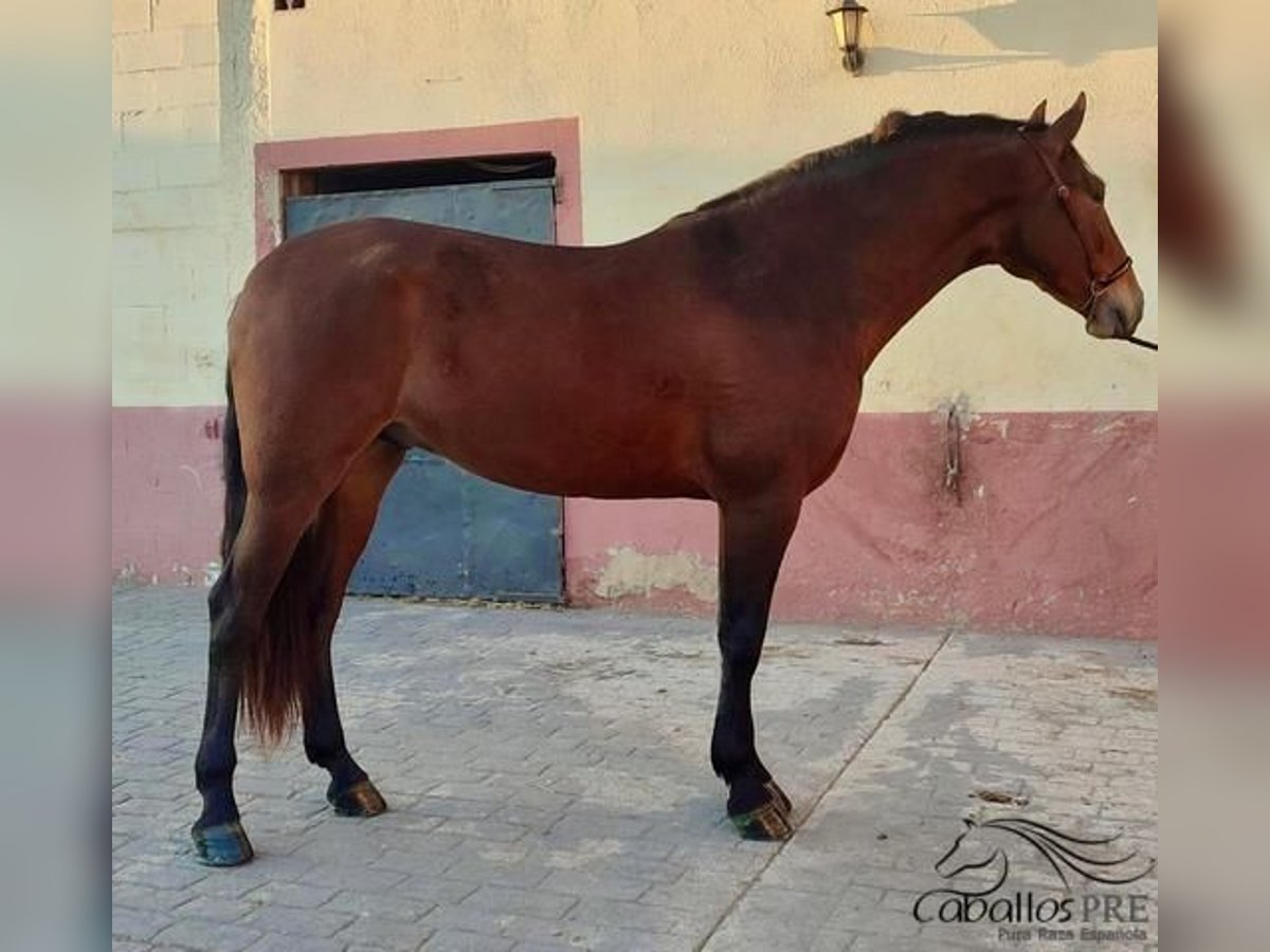 PRE Mestizo Caballo castrado 4 años 163 cm Castaño in Barcelona