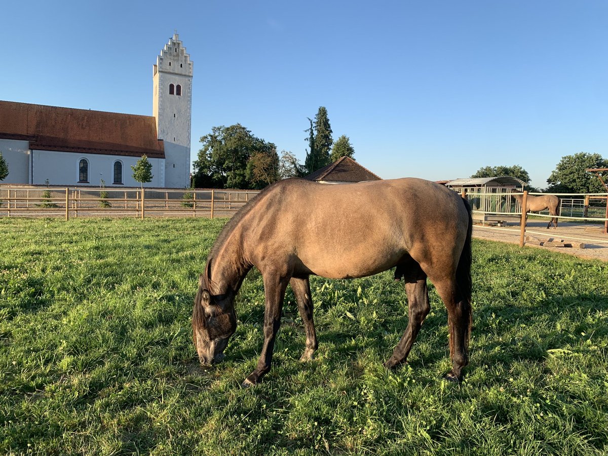 PRE Mestizo Caballo castrado 4 años 163 cm Tordo in Dürmentingen