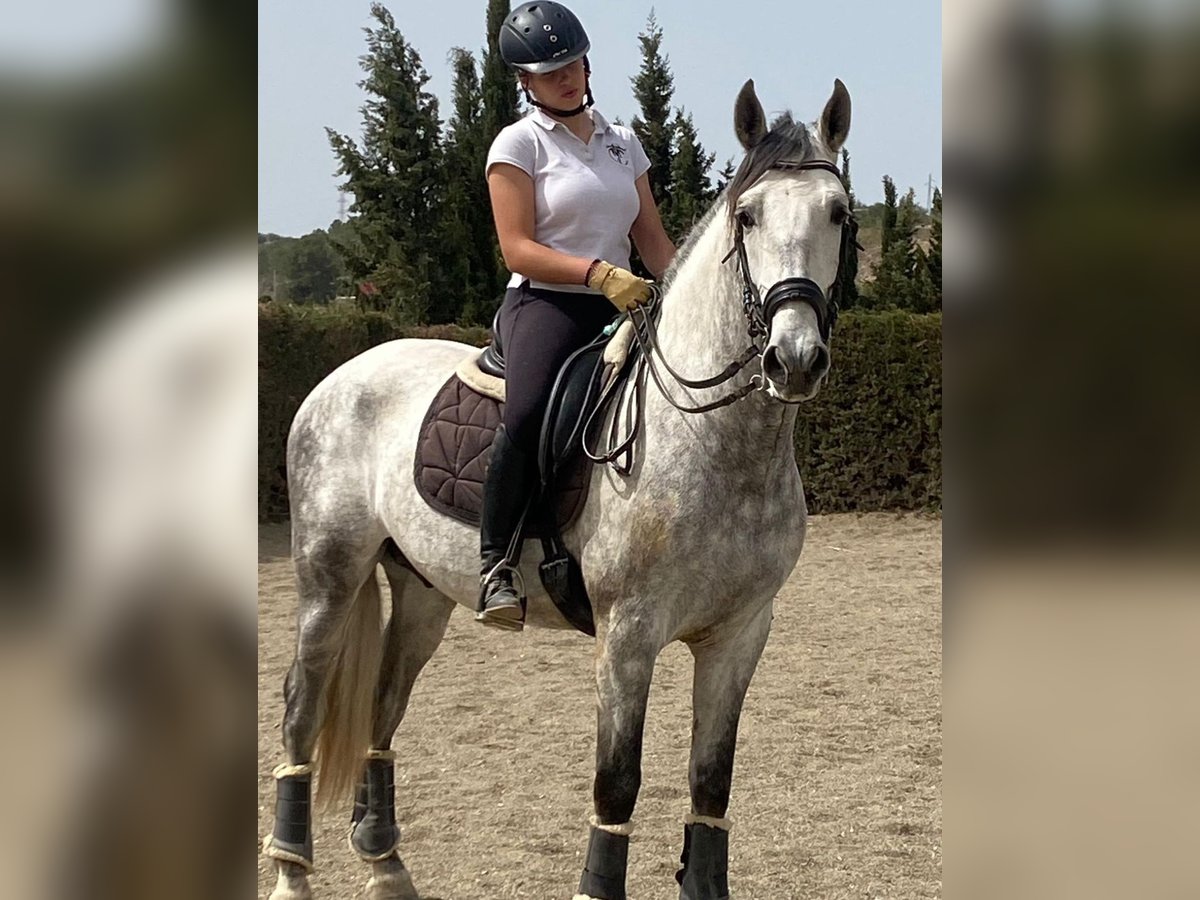 PRE Mestizo Caballo castrado 4 años 163 cm Tordo rodado in Martfeld