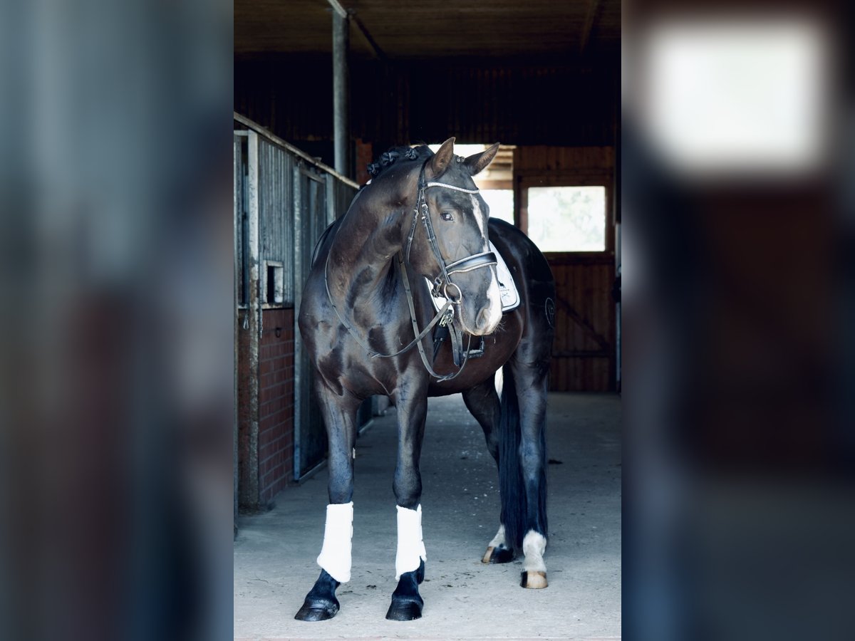 PRE Mestizo Caballo castrado 4 años 164 cm Negro in Br&#xF6;then