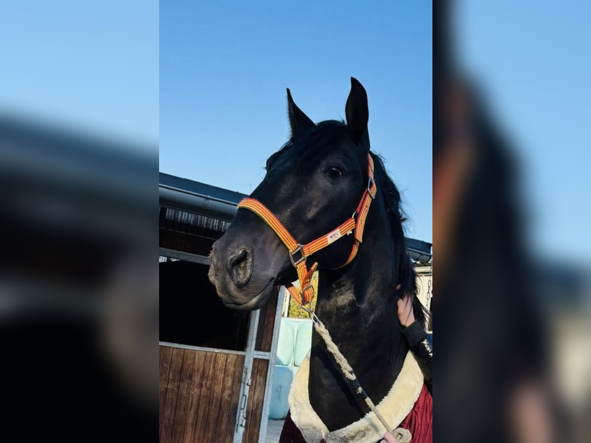 PRE Mestizo Caballo castrado 4 años 164 cm Negro in Sottrum