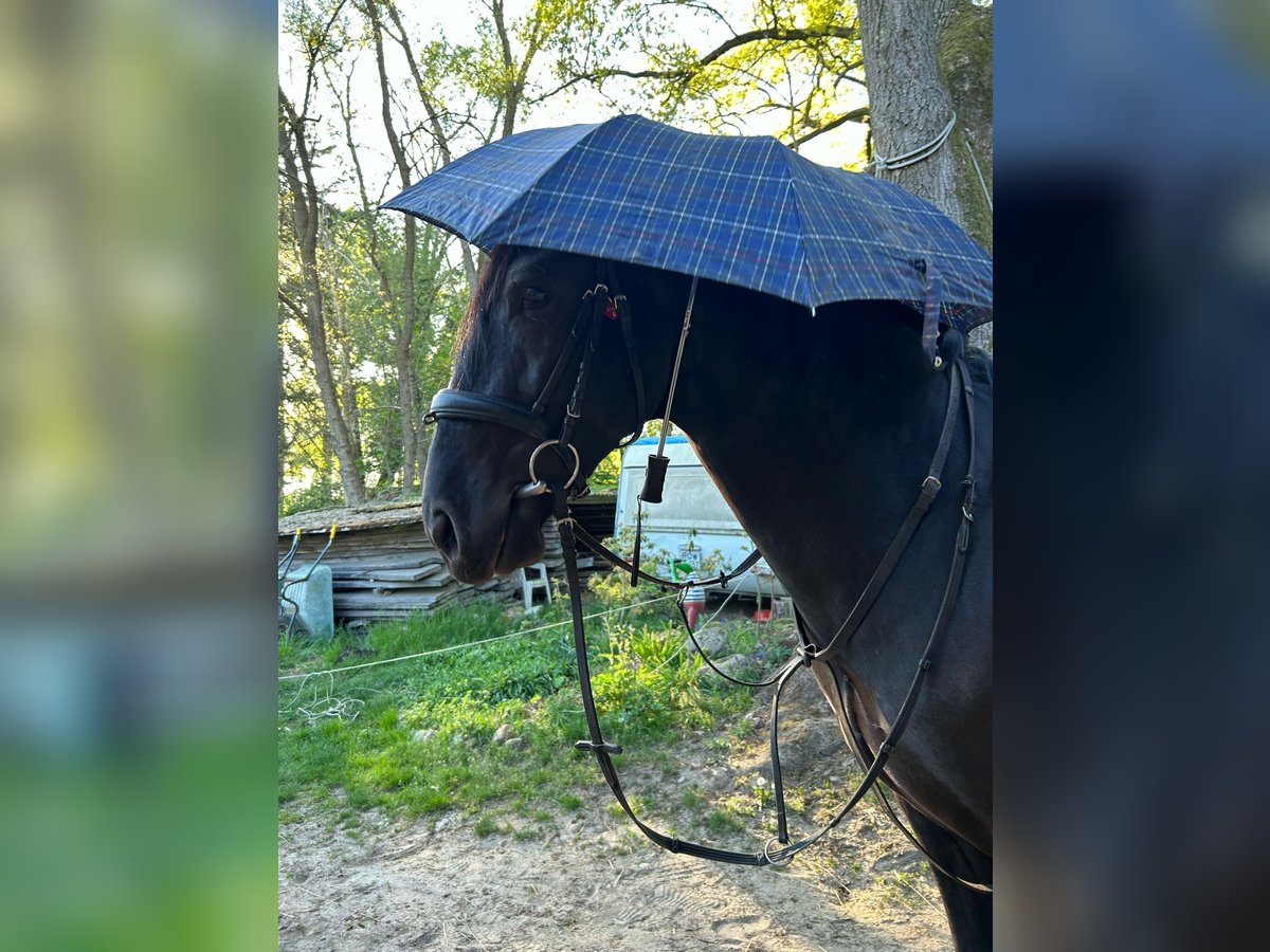 PRE Mestizo Caballo castrado 4 años 164 cm Negro in Sottrum