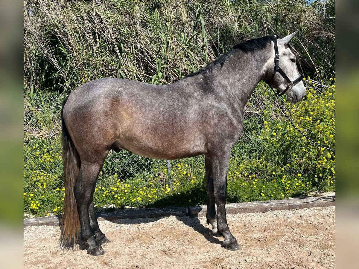 PRE Caballo castrado 4 años 164 cm Tordo in Málaga
