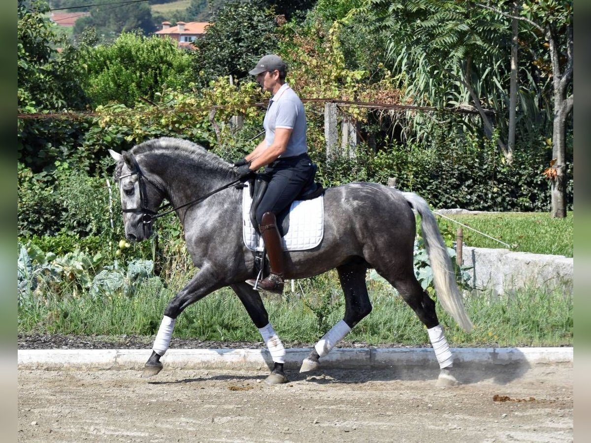 PRE Mestizo Caballo castrado 4 años 164 cm Tordo in Seefeld