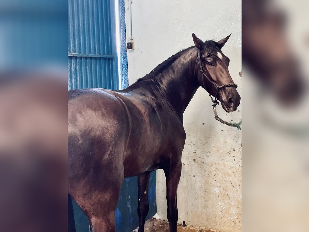 PRE Mestizo Caballo castrado 4 años 165 cm in Granada