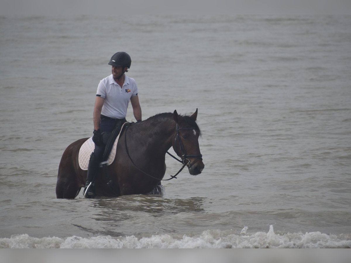 PRE Caballo castrado 4 años 165 cm Castaño in Sevilla