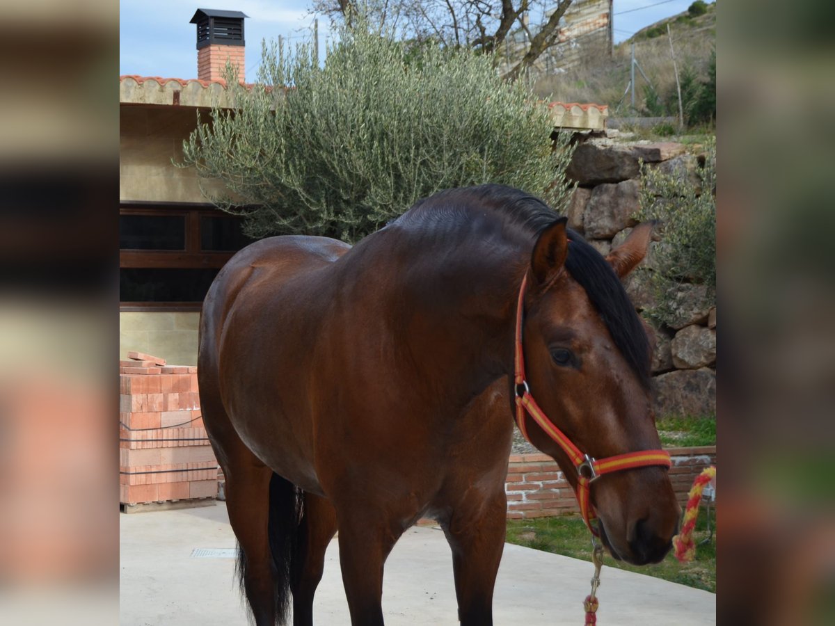 PRE Caballo castrado 4 años 165 cm Castaño in Medina De Pomar