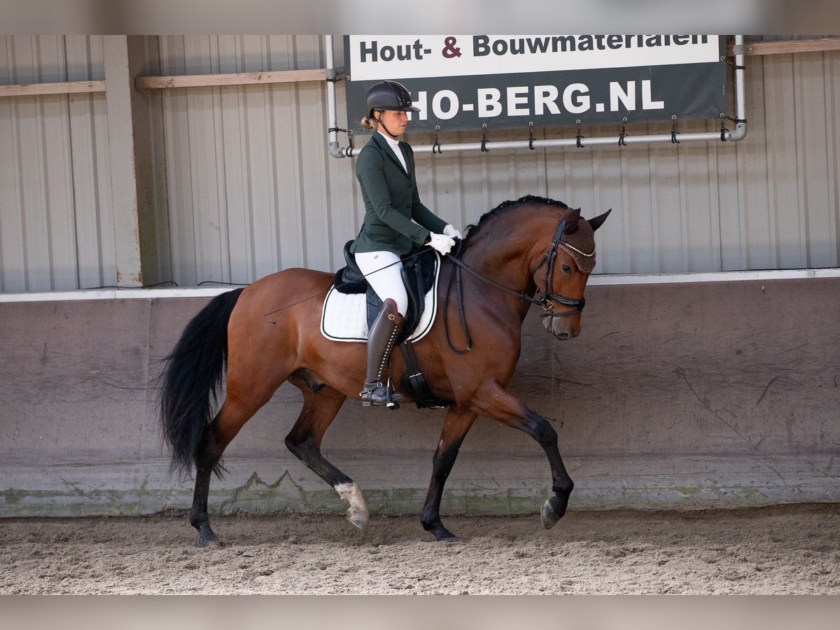 PRE Mestizo Caballo castrado 4 años 165 cm Castaño oscuro in Vinkeveen