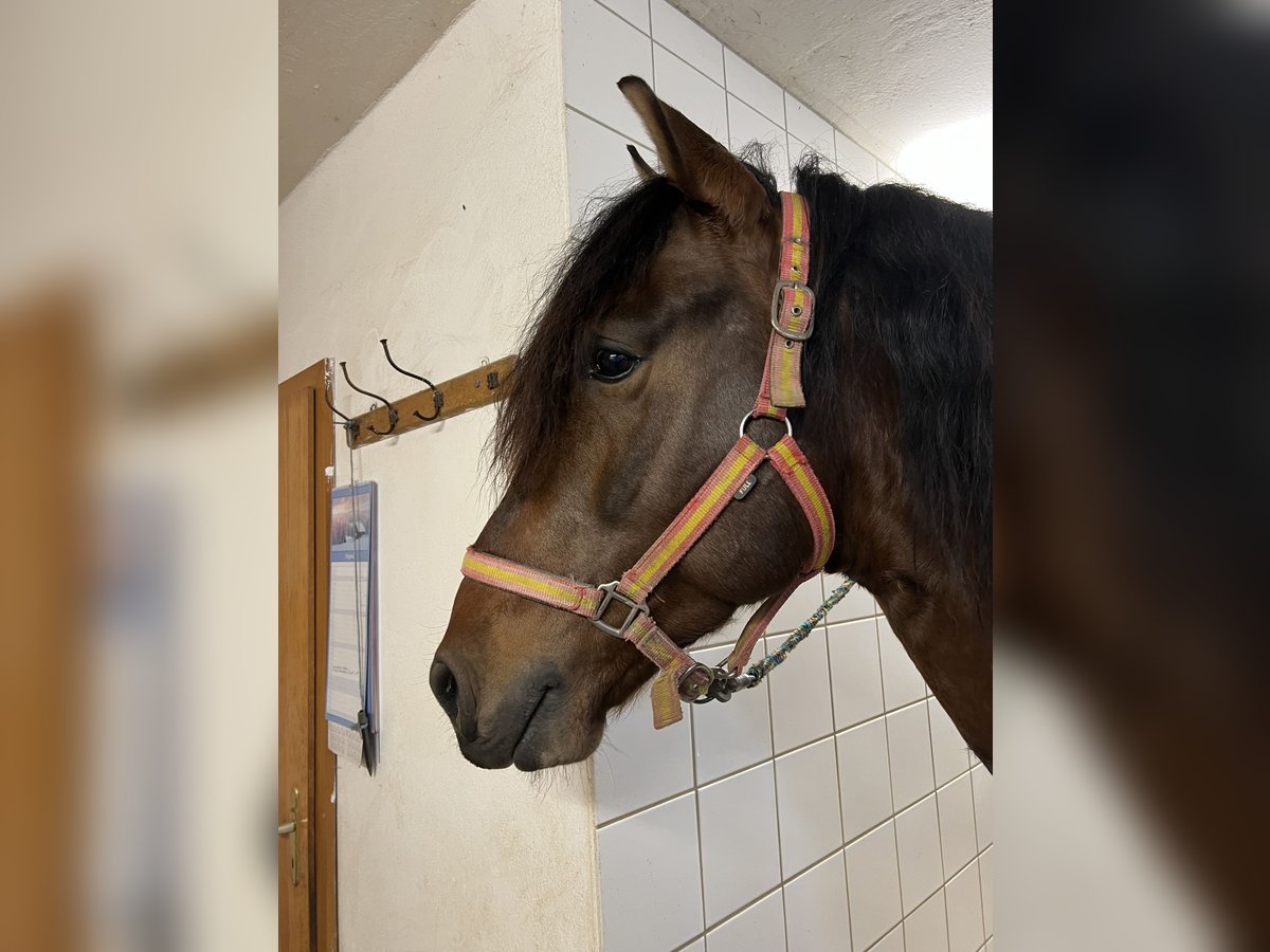 PRE Caballo castrado 4 años 165 cm Castaño oscuro in Ehingen