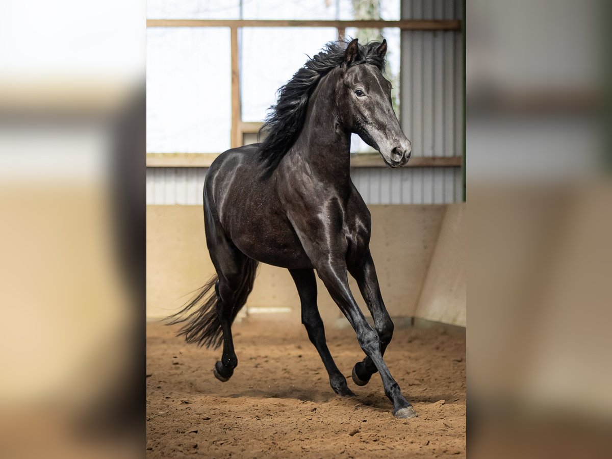 PRE Mestizo Caballo castrado 4 años 165 cm Tordillo negro in Langeln