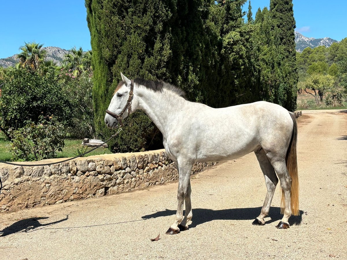 PRE Mestizo Caballo castrado 4 años 165 cm Tordo rodado in Mallorca