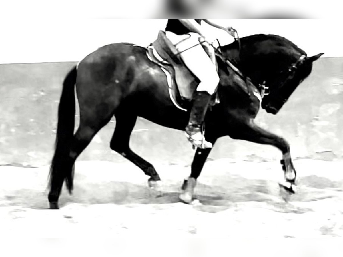 PRE Mestizo Caballo castrado 4 años 166 cm Negro in Granada