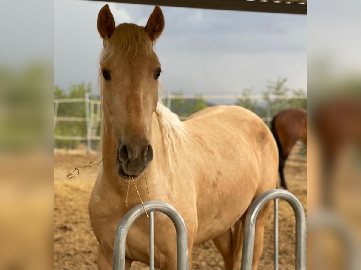 PRE Mestizo Caballo castrado 4 años 166 cm Palomino in Alicante