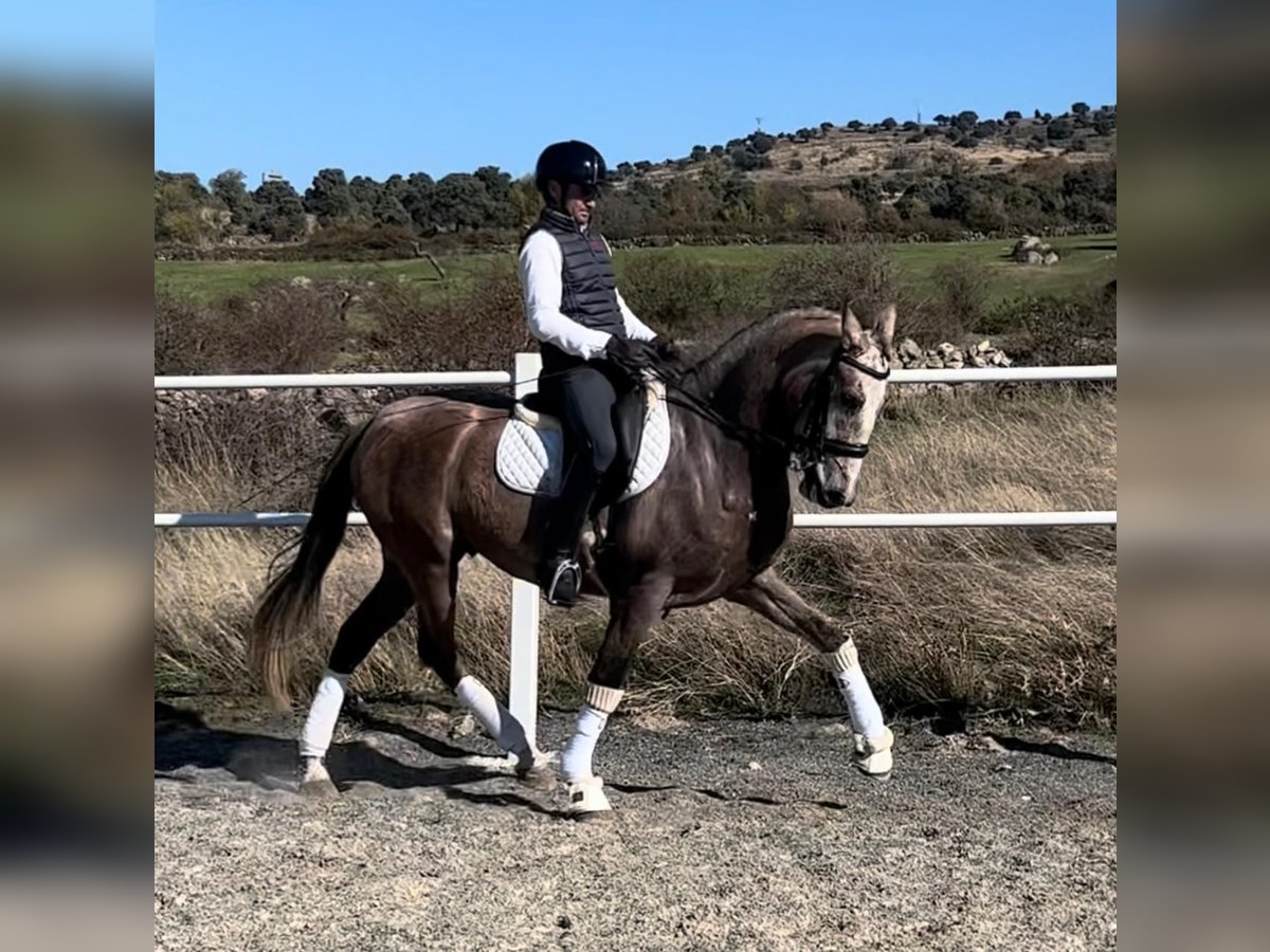 PRE Mestizo Caballo castrado 4 años 166 cm Tordo in Vegas De Matute