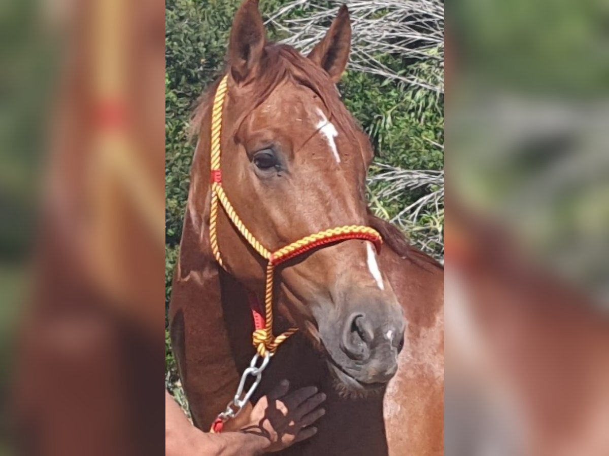 PRE Mestizo Caballo castrado 4 años 168 cm Alazán in Chiclana de la Frontera