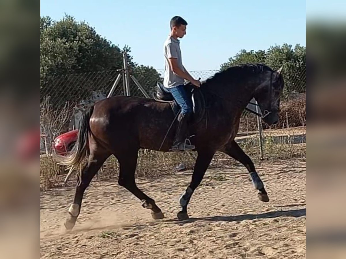 PRE Caballo castrado 4 años 168 cm in Chiclana de la Frontera